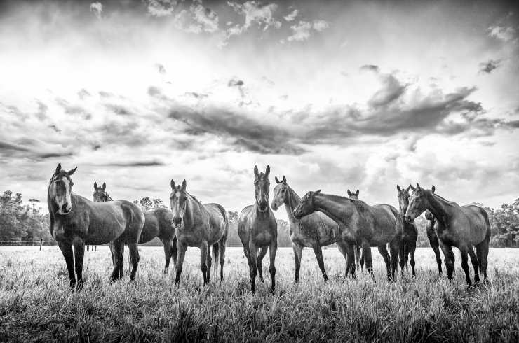 Horses